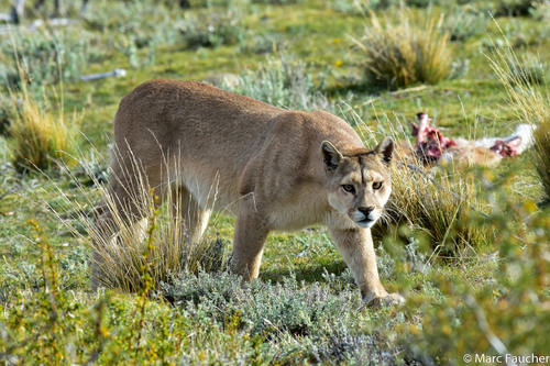 <p>Puma concolor (cougar) </p>