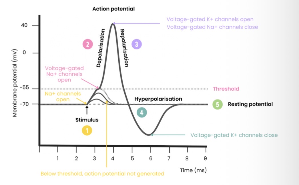 <p>Draw and label a graph showing an action potential</p>