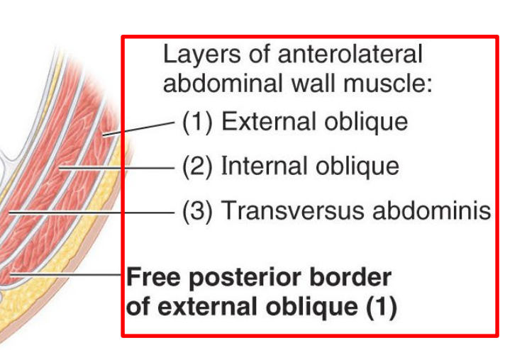 <p>1) External oblique</p><p>2) Internal oblique</p><p>3) Transverse Abdominals</p>
