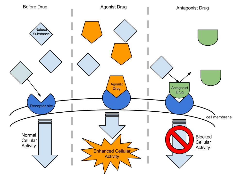<ul><li><p><span style="background-color: transparent; font-family: "Times New Roman", serif;">Drugs work by acting on <strong>receptors</strong>.</span></p></li><li><p><span>An </span><strong>agonist</strong> is a chemical or drug that binds to a cell receptor and <strong>activates</strong> it to produce a biological response. </p></li><li><p>An <strong>antagonist</strong> binds to the same receptor but <strong>blocks</strong> or dampens the response, preventing other molecules or natural signals from activating it</p></li></ul><p></p>