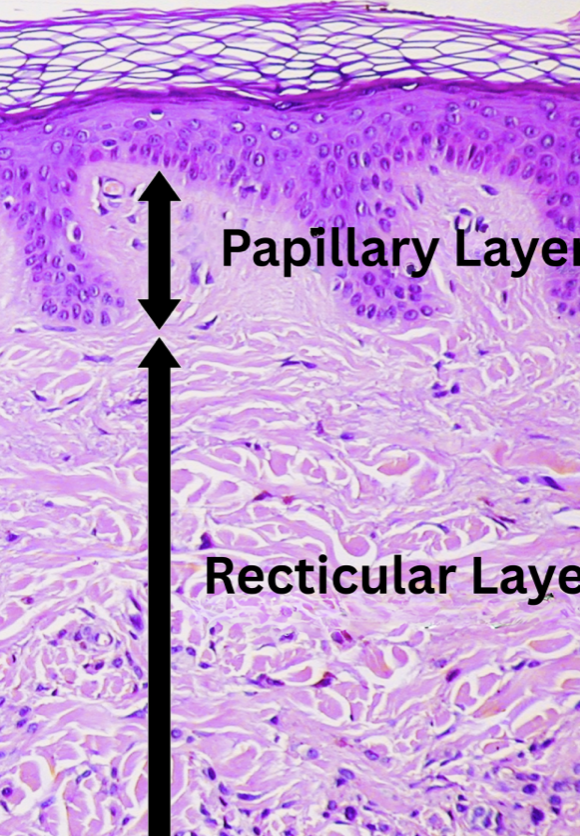 <p>papillary layer</p>