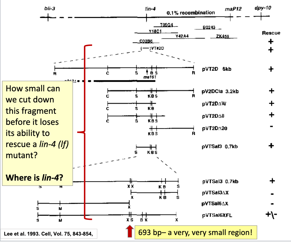 <ul><li><p>take the VT2D fragment and cut it into smaller pieces → clone each into plasmids → introduce them into the <em>lin-4</em> (lf) mutant</p></li><li><p>check if it can still resuce phenotype</p></li></ul><p></p>