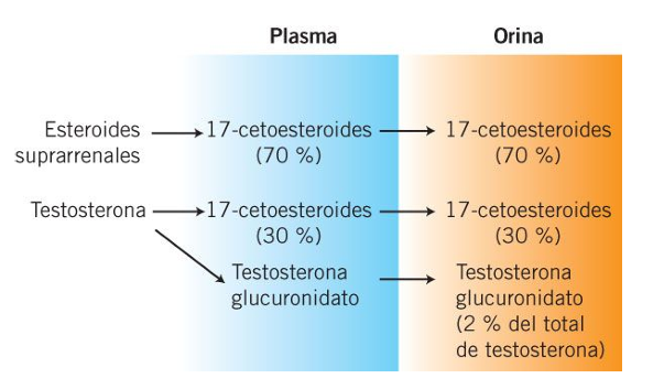 <p>La eliminación se produce a través de la orina, tras el catabolismo y/o conjugación hepáticos.</p>