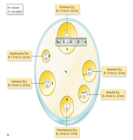 <ul><li><p>Technique for testing for drug susceptibility</p><ul><li><p>The surface of a plate of special medium is spread with the test bacterium </p></li><li><p>Small discs containing premeasured amounts of antibiotics are dispensed on the bacterial lawn </p></li></ul></li><li><p>A zone of inhibition (agar is uncolonized) formed during incubation is measured and compared with a standard for each drug</p></li></ul><p></p>