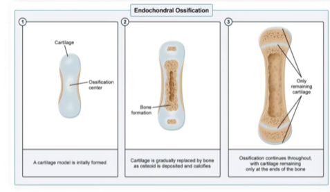 <p>Describe endochondral ossification</p>