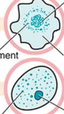 <p>What form of plasmodium is this?</p>