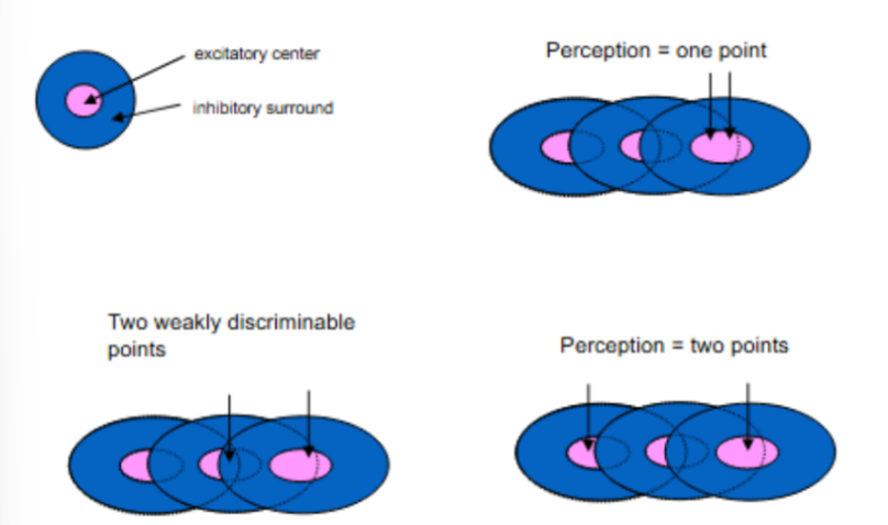 <p>for picture, explain how <strong>DENSITY of receptors </strong>correlates to acuity</p><p>^ when have <u>fixed RF size and density</u>, but <u>changing separation of/distance b/w points</u></p><ul><li><p>^ OVERALL: __ spacing b/w 2 RFs = __ tactile spatial acuity</p></li></ul><p></p>