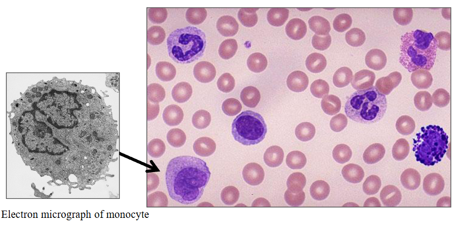 <p>d) Monocytes</p>