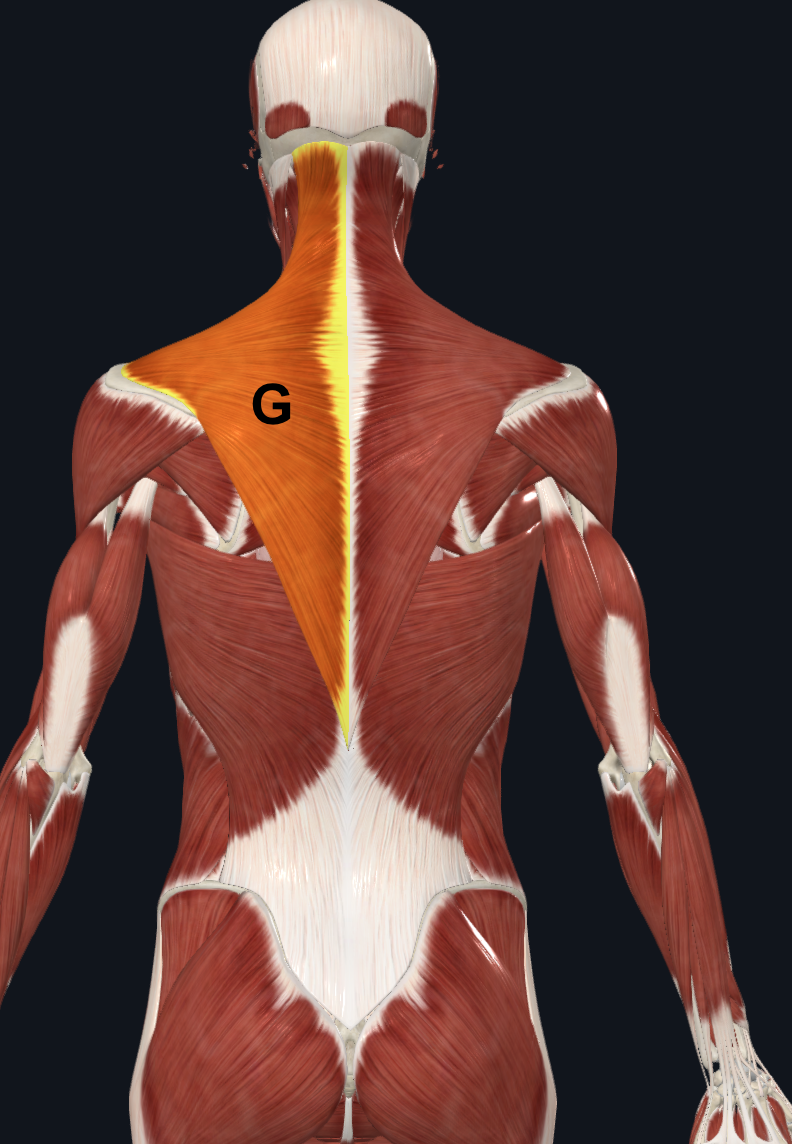 <p>G</p>