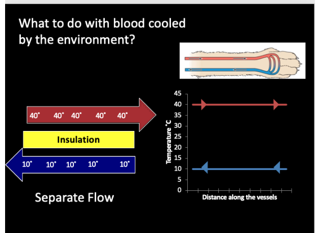 <p><span style="background-color: transparent;">good for maximizing heat loss via extremities.</span></p><p></p><p><span style="background-color: transparent;">Warm blood and cold blow flow opposite of each other. There is insulation between warm and cold blood so that heat doesn't transfer!</span><br></p><p><span style="background-color: transparent;">As warm flow goes to environment is it warm, it loses heat to environment, now cold blood returns to body.</span></p><p></p>