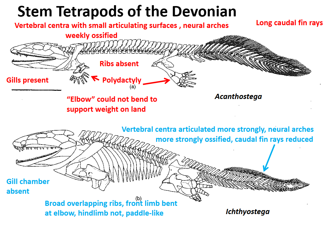 <p>Stem Tetrapods of the Devonian: Ichthyostega</p>