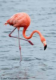 <p>Flamingo</p>