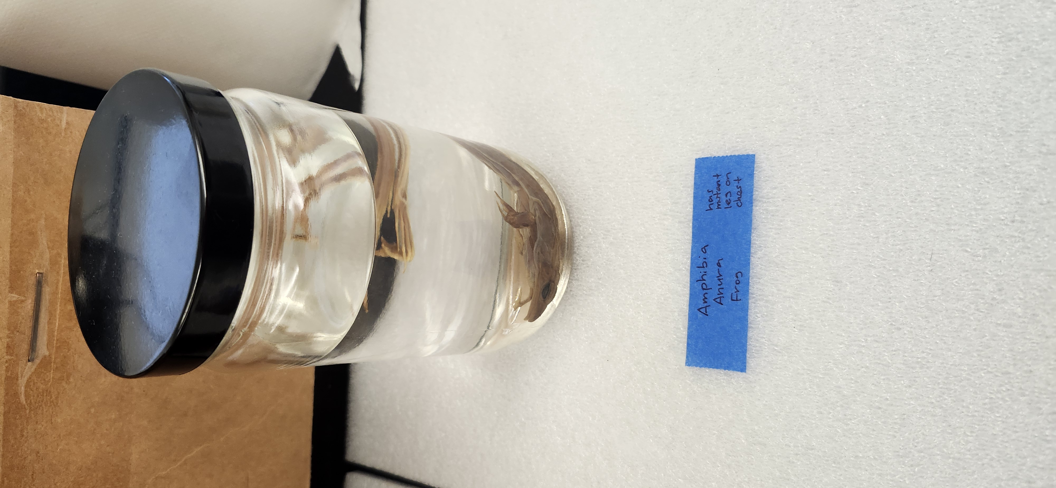 <p>What is the phylum, class, order and common name?</p>