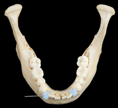 <p>Corner teeth </p><p>(also known as cuspids)</p>