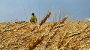 <p>the vast expanse where the wheat rolls in waves. </p>