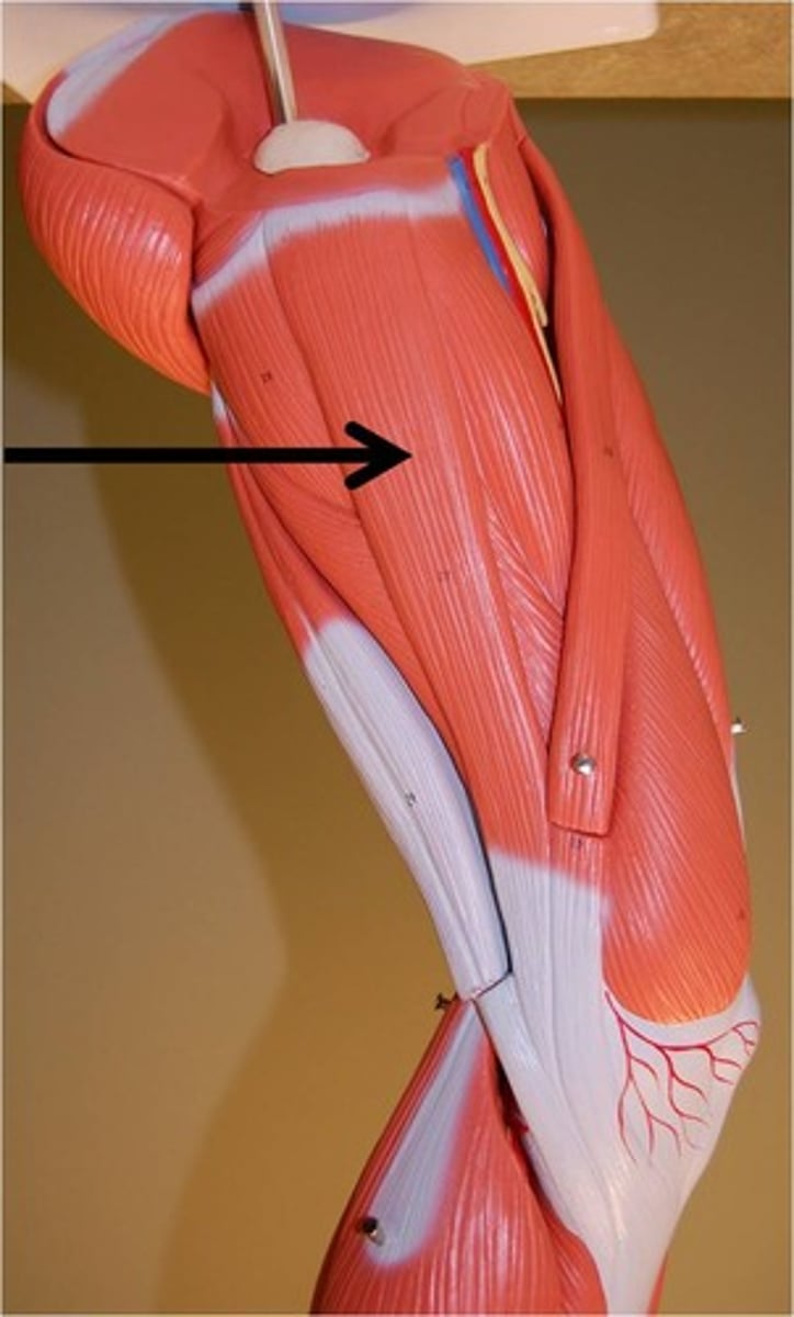 <p>Action - adducts thigh, flexes and medially rotates leg</p>