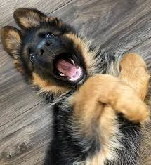<ul><li><p>increased prevalence and believed to be inherited in <strong>german shepherds</strong> and <strong>rough coated collies</strong></p></li><li><p>suspected to be<strong> inherited in english setters</strong></p></li><li><p>in uk chow chow over represented</p></li></ul><p></p>