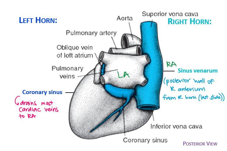 <ul><li><p>right sinus horn enlarges → right atrium</p></li><li><p>formation of IVC valve + valve of coronary sinus</p></li><li><p>crista terminalis divides trabeculated right atrium vs sinus venarum</p></li></ul><p></p>