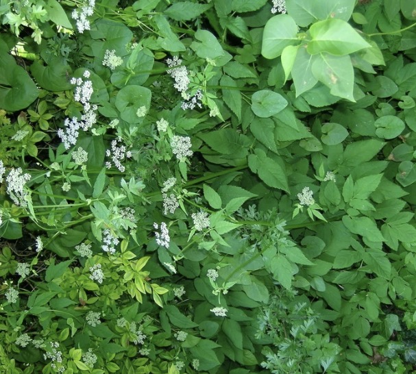 <p><span>Aegopodium podagraria: deciduous, evergreen or what?</span></p>