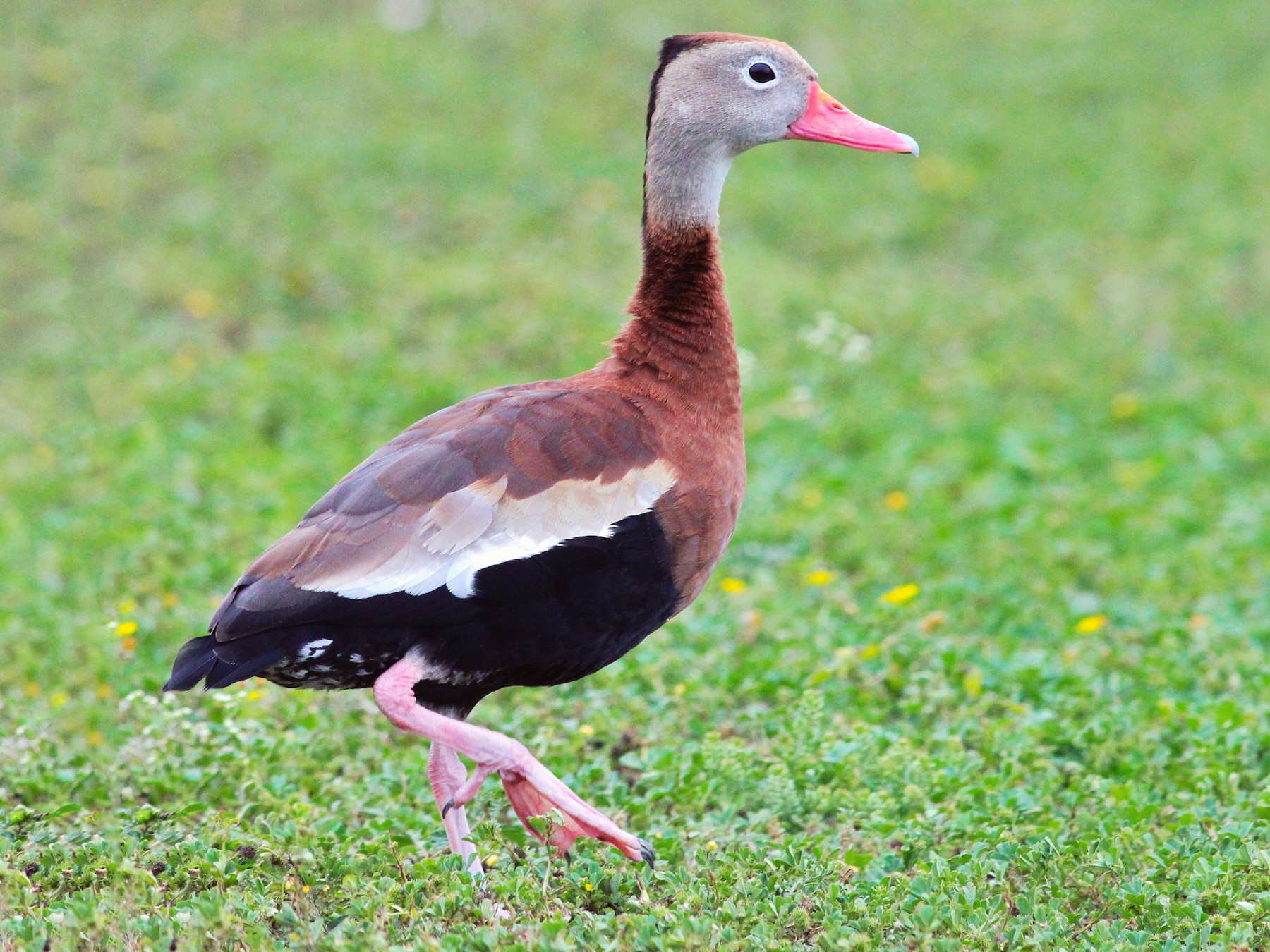 <p>Order Anseriformes Family Anatidae</p>
