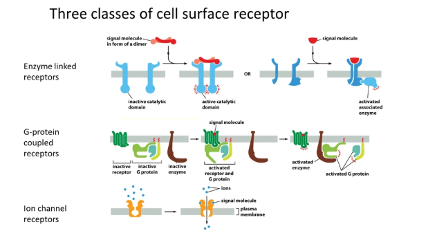 <ul><li><p><strong>enzyme-linked receptors</strong>- binding of a ligand causes a conformational change in the receptor activating a catalytic domain, or recruiting/activating an enzyme eg. receptor tyrosine kinases (MAPKKK cascade)</p></li><li><p><strong>G-protein coupled receptors</strong>- binding of a ligand causes a conformational change in the receptor, which activates a trimeric G protein intermediate, activating an enzyme in turn eg. cAMP signalling</p></li><li><p><strong>ion channel receptors</strong>- binding of a ligand causes a conformational change that opens the channel for ion diffusion</p></li></ul><p></p>