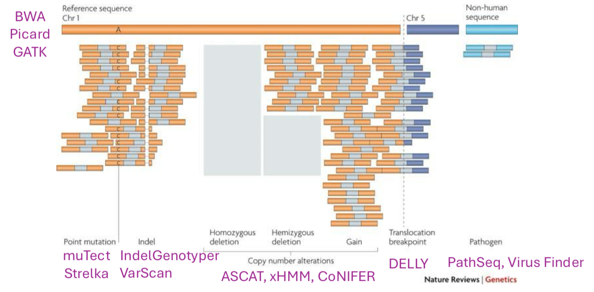<ul><li><p>multiple types of cancer genome variation may be inferred from sequencing read alignments </p></li></ul><p></p>