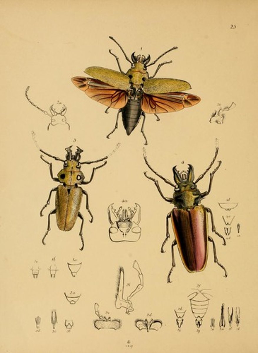 <p>côn trùng học</p>