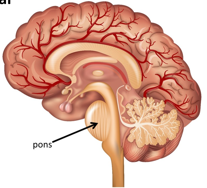 <p>Brain Stem: <strong>The Pons</strong></p>