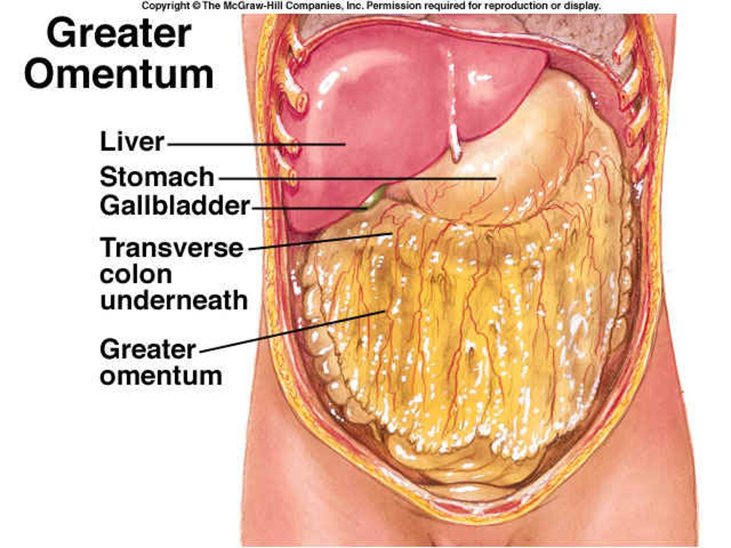 <p>giant fatty apron</p><p>1. 4 layers apron - double-layered omentum that is folded on itself</p><p>2. spans the stomach to the transverse colon</p><p>3. mostly fat</p>