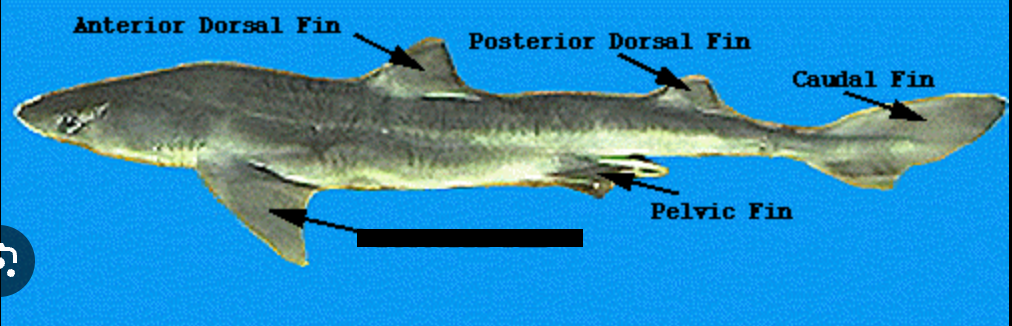 <p>Label the blank</p>