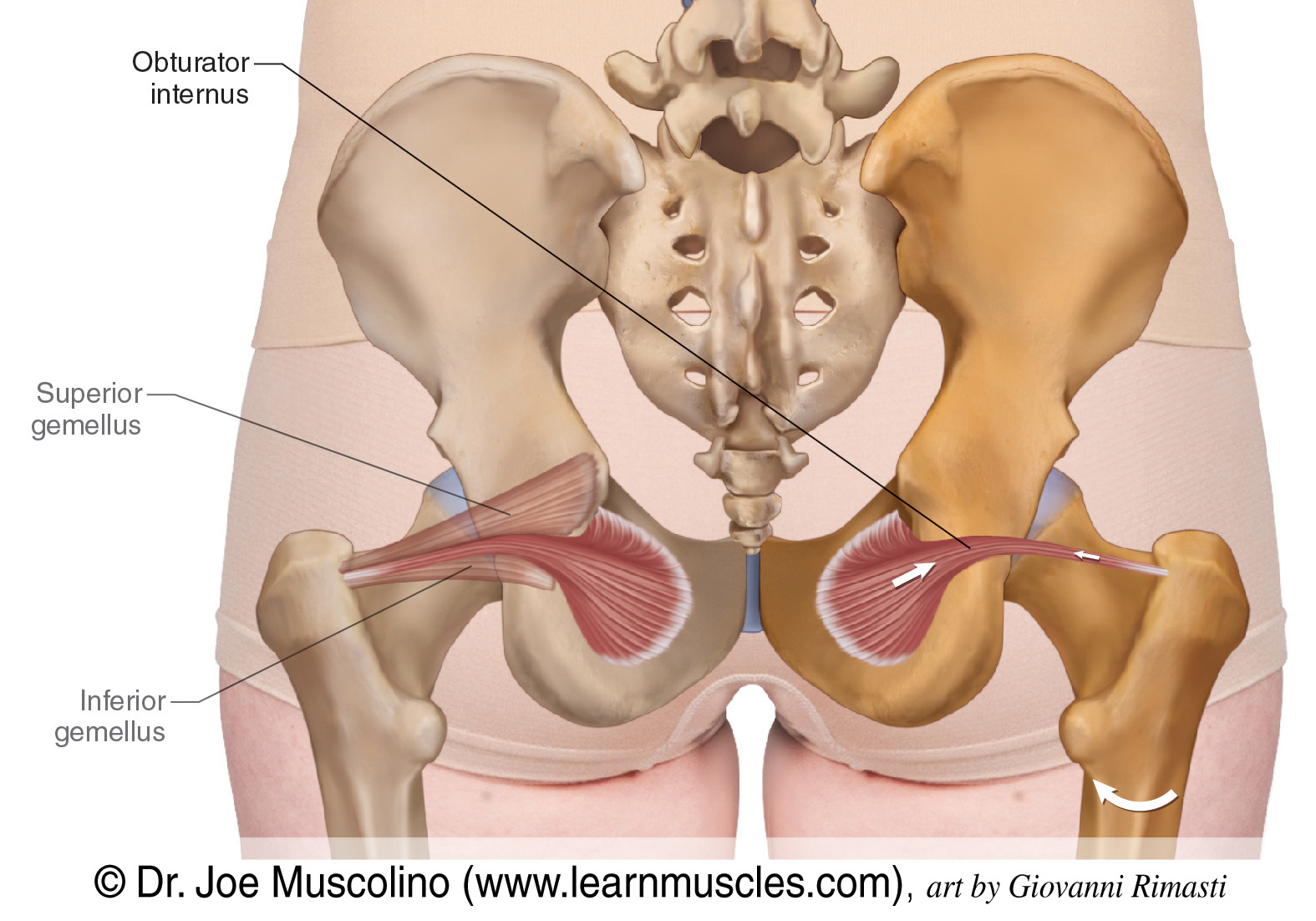 <p>obturator internus</p>