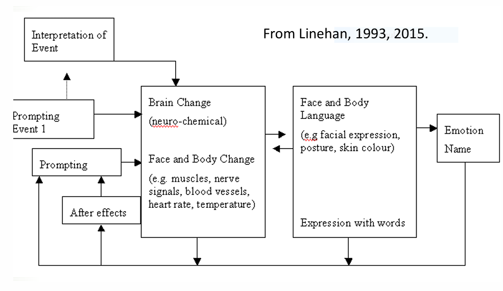<p>Prompting event 1 → interpretation, brain change → face and body language → emotion name) → after effects → more prompting</p>