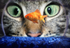 <p>A: The production, distribution and consumption of goods and services.</p>