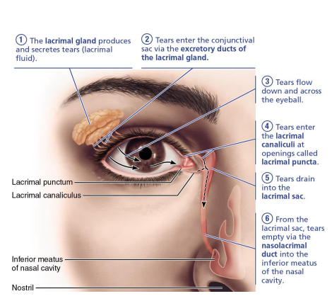 <ul><li><p>produces and drains lacrimal fluid (tears) to lubricate the eye</p><ul><li><p>contains mucus, antibodies, lysozyme</p></li></ul></li><li><p>lacrimal fluid is continuously released and flows across the eye:</p><ul><li><p>lacrimal gland</p></li><li><p>lacrimal puncta</p></li><li><p>lacrimal canaliculi</p></li><li><p>lacrimal sac </p></li><li><p>nasolacrimal duct </p></li></ul></li></ul><p></p>