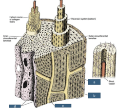 <p>a: structure</p>