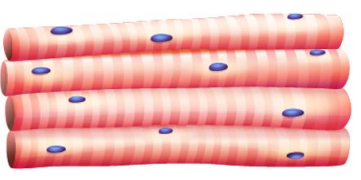 <ul><li><p>Location</p><ul><li><p>Generally attached to the skeleton (or to subcutaneous tissue)</p></li></ul></li><li><p>Voluntary movement of the skeleton, skin, or other select body components </p></li><li><p>Associated Connective Tissue</p><ul><li><p>Epimysium</p></li><li><p>Perimysium</p></li><li><p>Endomysium</p></li></ul></li><li><p>Cell Appearance and Shape</p><ul><li><p>Long, cylindrical fibers with multiple peripheral nuclei</p></li><li><p>Striated</p></li><li><p>T-Tubules</p></li></ul></li></ul><p></p>