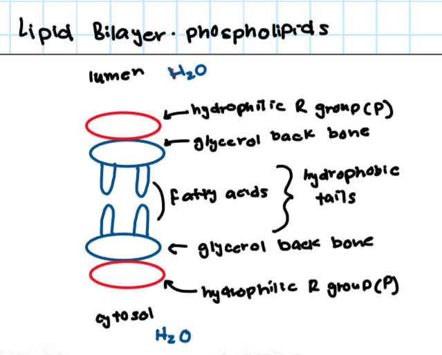 <ul><li><p>One end points towards the lumen </p></li><li><p>On the outside, there are hydrophilic R groups </p></li><li><p>In the middle, there is a glycerol backbone </p></li><li><p>Inside, there are fatty acids (hydrophobic tails) </p></li><li><p>Then repeat</p></li><li><p>One end is the cytosolic side of the lipid bilayer, which is the inner layer of a cell membrane that faces the watery fluid (cytosol) inside the cell</p></li></ul><p></p>