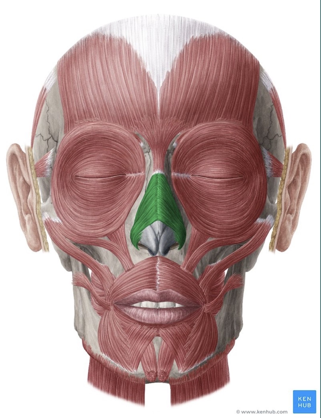 <p>what muscle is highlighted?</p>