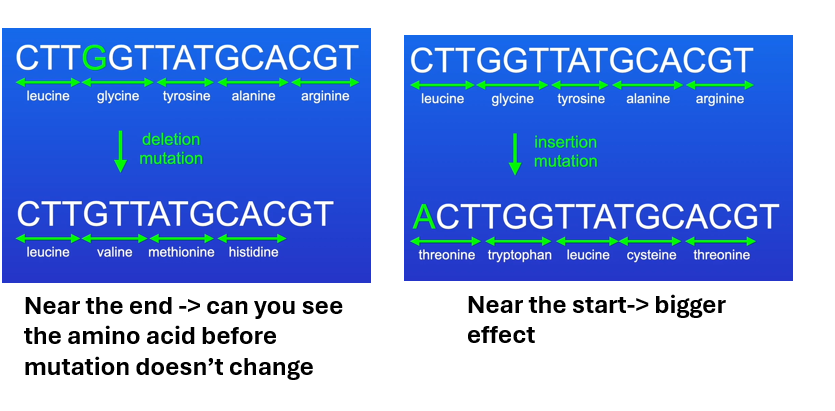 <p>frameshift mutation near the end of a gene affects fewer amino acids than frameshift near the start</p>