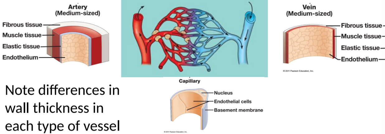 <ul><li><p>system consisting of blood vessels and a two(+) chambered heart</p><ul><li><p>blood enters heart thru an atrium and is pumped out through a ventricle</p></li></ul></li><li><p>arteries carry blood away from heart toward capillaries</p></li><li><p>capillaries are site of gas and nutrient exchange between blood and interstitial fluid (exchange doesnt happen anywhere else)</p></li><li><p>veins return blood from capillaries to heart</p></li></ul><p></p>