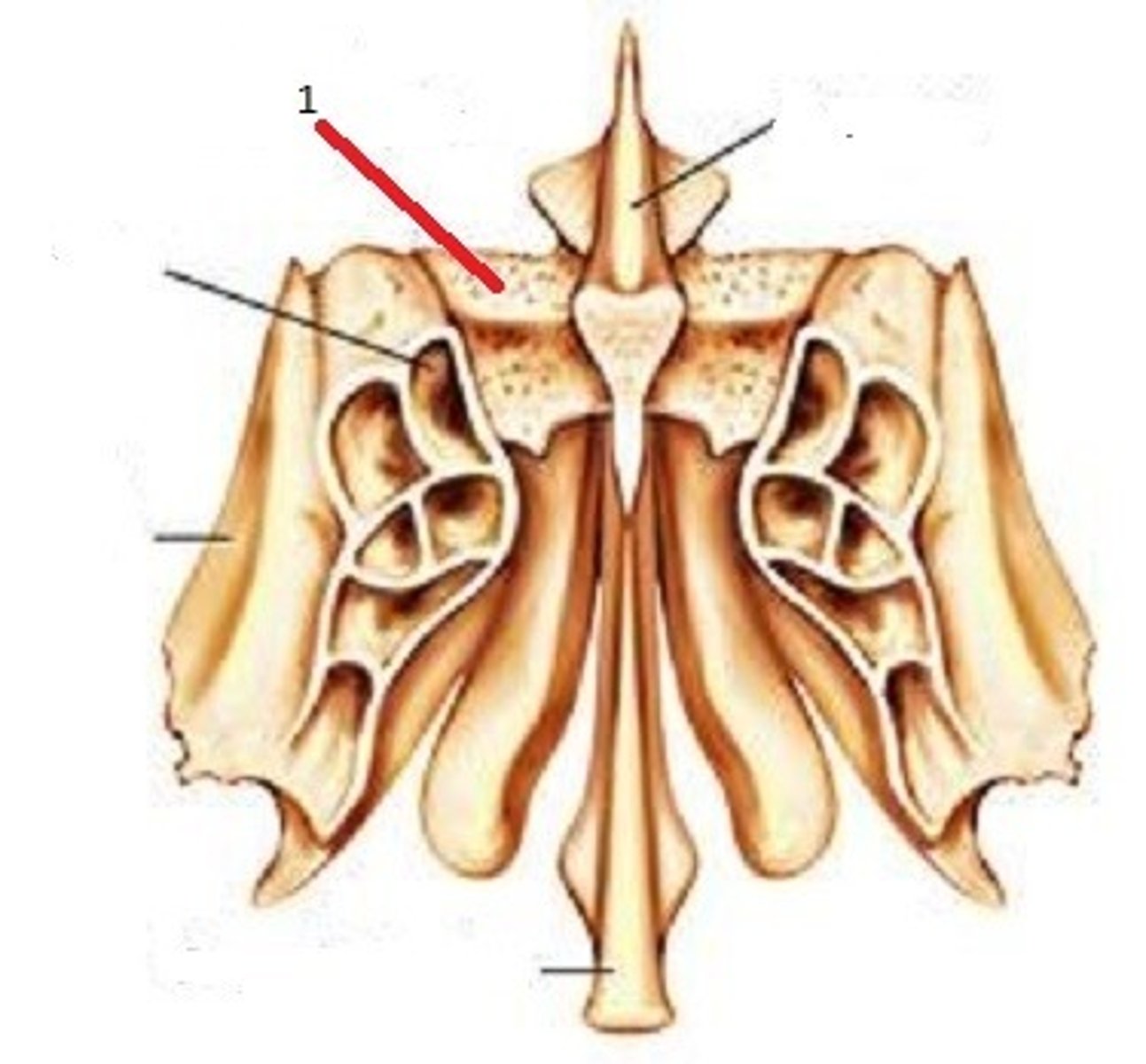 <p>What is this boney feature?</p><p>And what structures pass through it?</p>