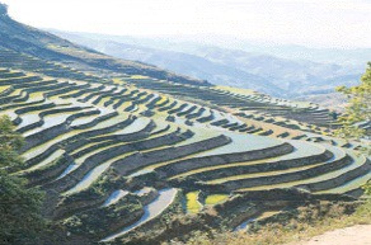 <p>la terraza</p>