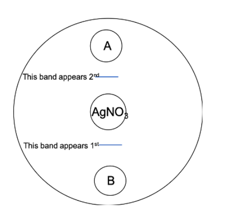 <p><span>The diagram below illustrates an experimental set-up similar to what was conducted in class. Suppose the large circle represents an agar dish, and the smaller internal circles represent wells punched into the agar (all equidistant from one another). Silver nitrate (0.1 M AgNO<sub>3</sub> ) was placed in the center well, while 0.1 M of two other solutions, potassium iodine (KI) and potassium chloride (KCl) were placed in the two exterior wells (labeled A and B). These chemicals form a white band when they meet and react with the silver nitrate. The order in which the bands (blue lines) appeared are labeled on the diagram. The molecular weight of the ion traveling for KI is 126g/mol while the molecular weight of the ion traveling for KCl is about 35g/mol. </span></p><p></p><p><span>Given this information, which chemical was in well A?</span></p>