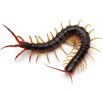 <p>To which class does this animal belong? How does it defend itself?</p>