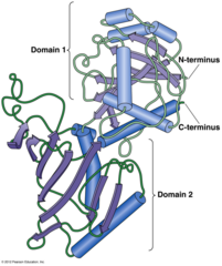 <p>domains</p>