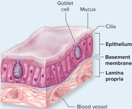 <p>Respiratory tract</p>