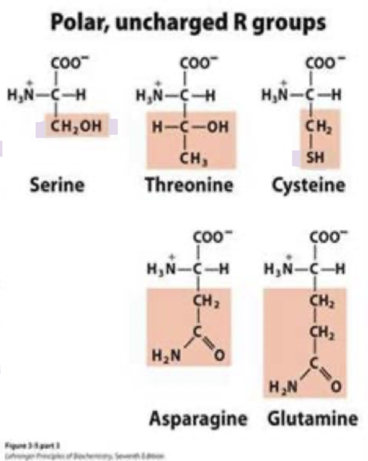 <ul><li><p>can form H-bonds with water or other polar molecules </p></li><li><p>often found on protein surfaces </p></li><li><p>-SH group is a great nucleophile</p></li><li><p>typically found in active sites of enzymes </p></li></ul><p></p>