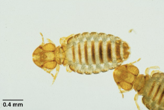 <ul><li><p>Dx:</p></li></ul><p>- examine hair or feathers to visualize lice and nits using handheld magnifying lens or binocular headband </p><p>- clip hair or collect with thumb forceps and place in a drop of mineral oil on a glass slide and place cover slip and examine at 4x and 10x</p><p>- collect with clear cellophane tape and place on glass slide </p><p></p><ul><li><p>Type: bovine chewing/biting</p></li><li><p>Host: horse, sheep, goat, cow</p></li><li><p>Location: in and among hairs of hosts</p></li><li><p>Kingdom: Animalia</p></li><li><p>Phylum: Arthropoda </p></li><li><p>Class: Insecta</p></li><li><p>Order: Mallophaga </p></li><li><p>Subphylum: Mandibulata </p></li><li><p>Transmitted: Animal-to-animal</p></li><li><p>Zoonotic: No</p></li><li><p>Characteristics: </p><ul><li><p>dorsoventrally flattened </p></li><li><p>smaller than Anoplura </p></li><li><p>usually yellow and have large, rounded head</p></li><li><p>head bigger than thorax</p></li><li><p>3 pairs of legs</p></li><li><p>single pair antennae </p></li></ul></li></ul><p></p>