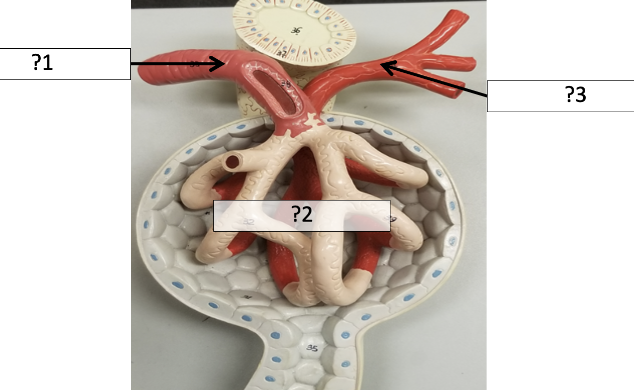 <p>1 Name the arteries?</p>