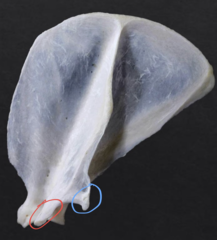 <p>What is the red circle on the cat's scapula?</p>